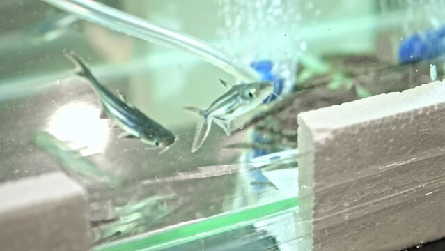 Iridescent Shark Catfish in Glass Aquarium at Pet Shop