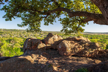 Fototapeta na wymiar A large oak tree limb hangs over Gneiss rock formations casting shade on an overlook with a valley view of the Texas Hill Country at Inks Lake State Park on a Beautiful Spring Day.