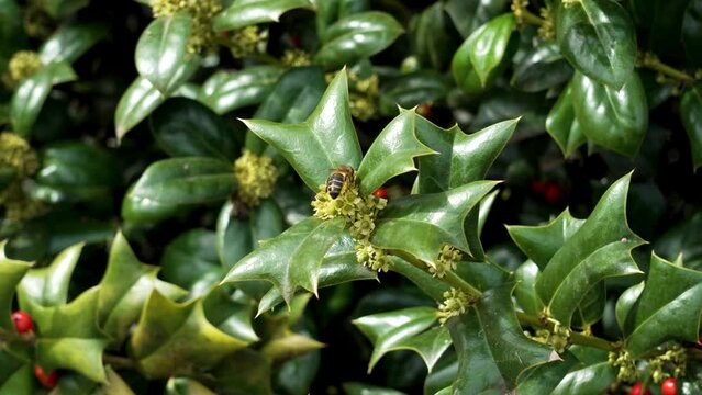 Honey bee pollinating green flower holly plant