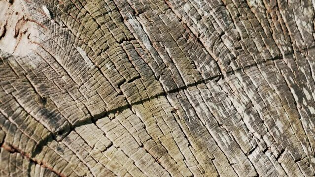Cracked texture of a felled tree stump close up