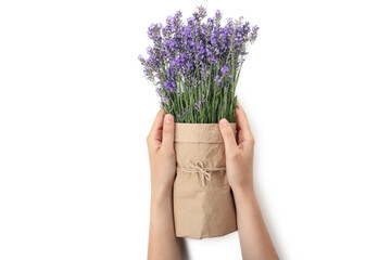 Female hands holds lavender, isolated on white background