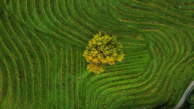 Aerial 4K drone footage of a lonely tree surrounded by vineyards in Jeruzalem during the sunrise. Jeruzalem is a small settlement in  the Municipality of Ljutomer in northeastern Slovenia.