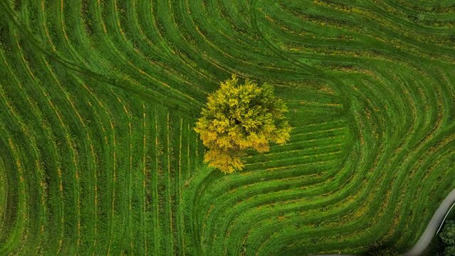 Aerial 4K drone footage of a lonely tree surrounded by vineyards in Jeruzalem during the sunrise. Jeruzalem is a small settlement in  the Municipality of Ljutomer in northeastern Slovenia.