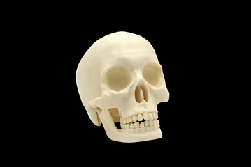 Obraz premium Tête de mort