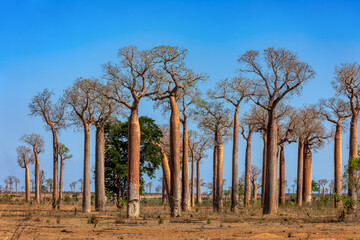 Fototapeta na wymiar Amazing Baobab forest on the road from Morondava to Belo Sur Tsiribihina. A Spectacular View of famous majestic endemic trees against blue sky. Madagascar pure wilderness landscape.