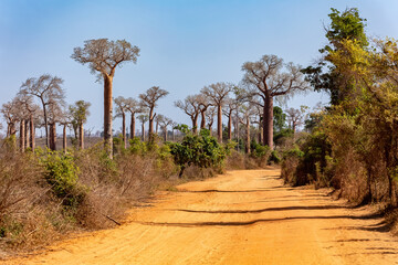Fototapeta na wymiar Amazing Baobab forest lining the road from Morondava to Belo Sur Tsiribihina. A beautiful view of famous majestic endemic trees against a blue sky. Madagascar pure wild landscape.