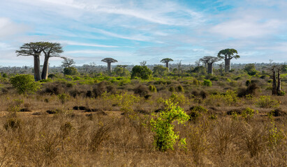 Iconic Baobab trees standing tall in Kivalo. A Spectacular View of endemic majestic tree against...