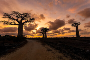 Amazing Baobab trees in sunset lining the road to Kivalo Village. Beautiful view of famous majestic...