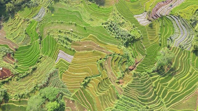 aerial view rice fields, agricultural land with sown green in countryside. Land with grown plants of paddy Aerial footage - Top down aerial view
