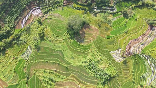 Rice terraces Aerial view taken from drone camera. Green pattern of rice field - Top down aerial view