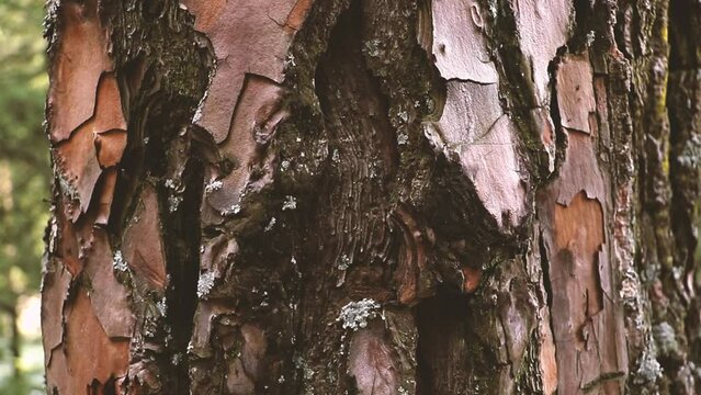 close-up of a pine trunk bark - Forest in India, Parvati Valley - Himachal Pradesh - Himalayas, India
