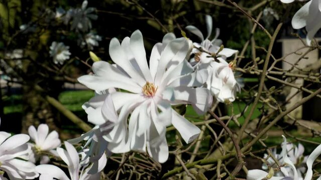 White beautiful flower magnolia stellata tree on a branch closeup