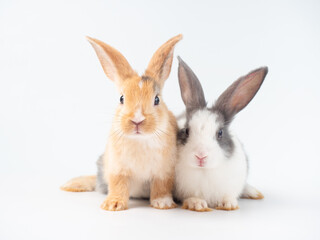Two baby brown and gray rabbits sitting on white background. Lovely action of young rabbit.