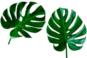 Fototapeta na wymiar closeup beautiful Monstera leaf isolated on white background, Flat lay 