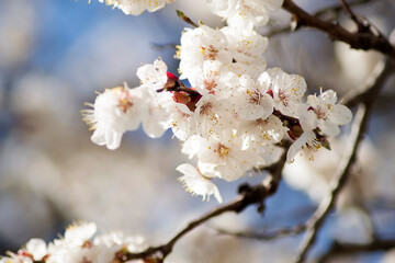 Obraz premium Spring flowering buds of an apricot tree