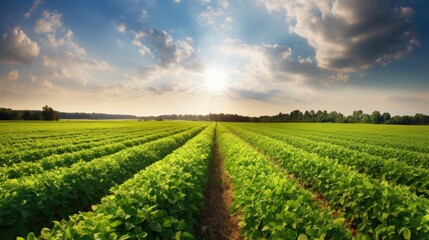 Fototapeta na wymiar Green ripening soybean field, agricultural landscape. Generative AI