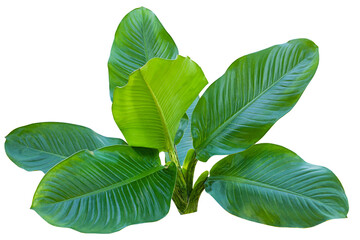 Beautiful tropical leaf isolated on white background, Flat lay  © Nabodin
