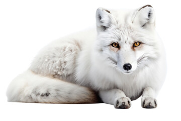 Side View Portrait of Lying Polar Fox, Restful Elegance. Generative AI