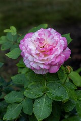 pink rose in garden