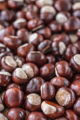 close up of chestnuts