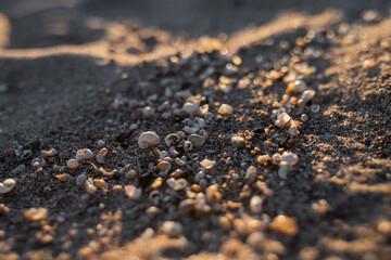 Seashells and Sand in Soft Sunset Light