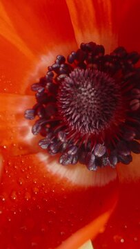 Red Anemone flower in drops of water. Vertical video. Dolly slider extreme close-up.