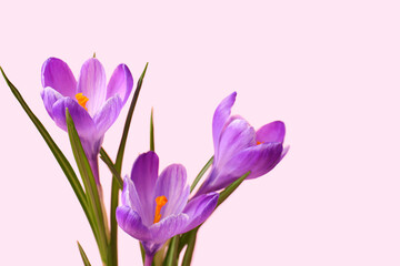 Beautiful Saffron flowers on pink background, closeup