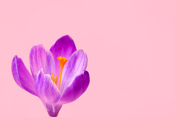 Obraz premium Beautiful Saffron flower on pink background