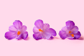 Beautiful Saffron flower on pink background