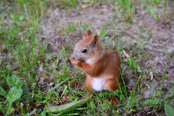 A squirrel is sitting in the grass and eating nuts isolated, close-up