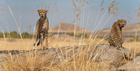 A pair of cheetahs over the rock looking for preys