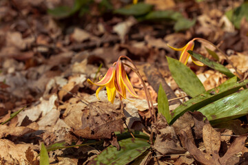 Trout Lily, Yellow trout Lily (Erythronium americanum)