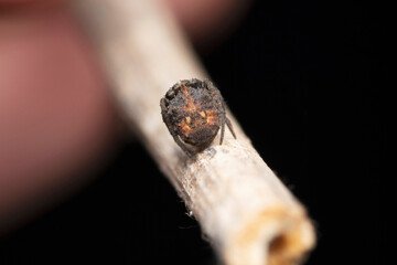 Back pattern of Black spider, Poltys illepidus, Satara, Maharashtra, India