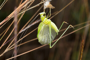 Grasshopper pumping its wings after moulting, Econocephalus thunbergi, Satara, Maharashtra, India