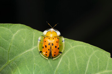 Dorsal of Tortoise beetle, Aspidimorpha miliaris, Satara, Maharashtra, India