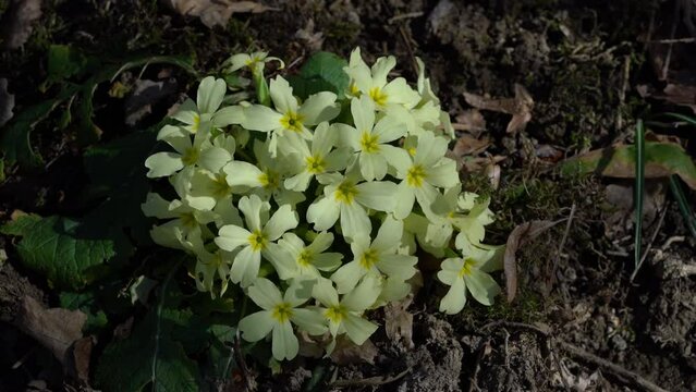 Common Primrose in natural ambient (Primula vulgaris) - (4K)