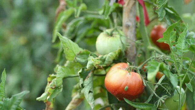 Green stink bug pest insect on ripe homegrown tomato fruit plant in organic garden
