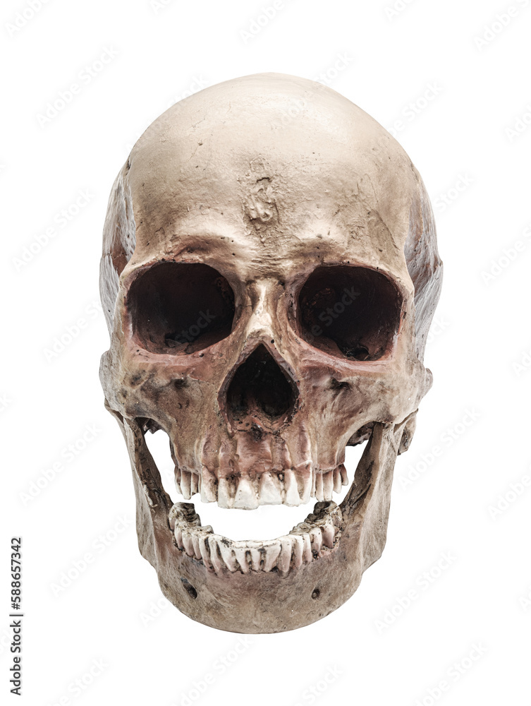 Wall mural Human skull