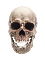 Human skull - 588657342