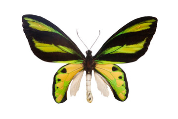 ornithoptera , butterfly isolated on white background