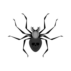 Black widow spider isolated. Poisonous dangerous spider.