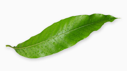 mango leaf with water drop isolated on white background