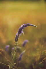 Veronica spicata flowers in the field