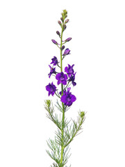 Naklejka premium Purple flower of oriental knight spur plant isolated on white, Consolida orientalis