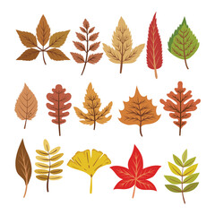 Set of autumn leaves element vector collection. Autumn leaves flat design illustration.