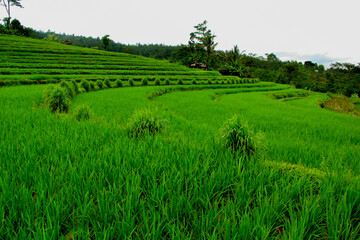 Obraz premium View green rice field terraces Bali