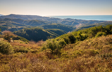Fototapeta premium Forest Hills at Point Reyes National Seashore