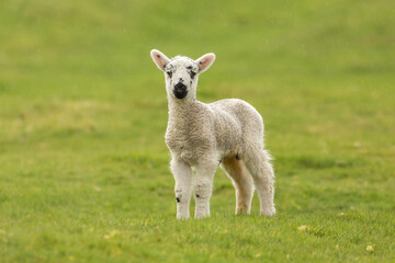 Close up of a newborn lamb in Springtime, stood in lush green field and facing forward in cold, rainy weather. Yorkshire Dales, UK.  Clean, green background. Horizontal.  Copy space