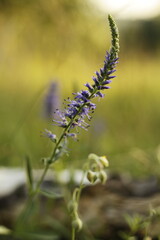 close up of a Veronica spicata flower
