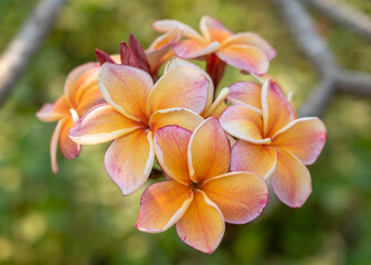 Closeup view of bright and colorful orange yellow and red pink frangipani or plumeria cluster of flowers isolated outdoors on natural background